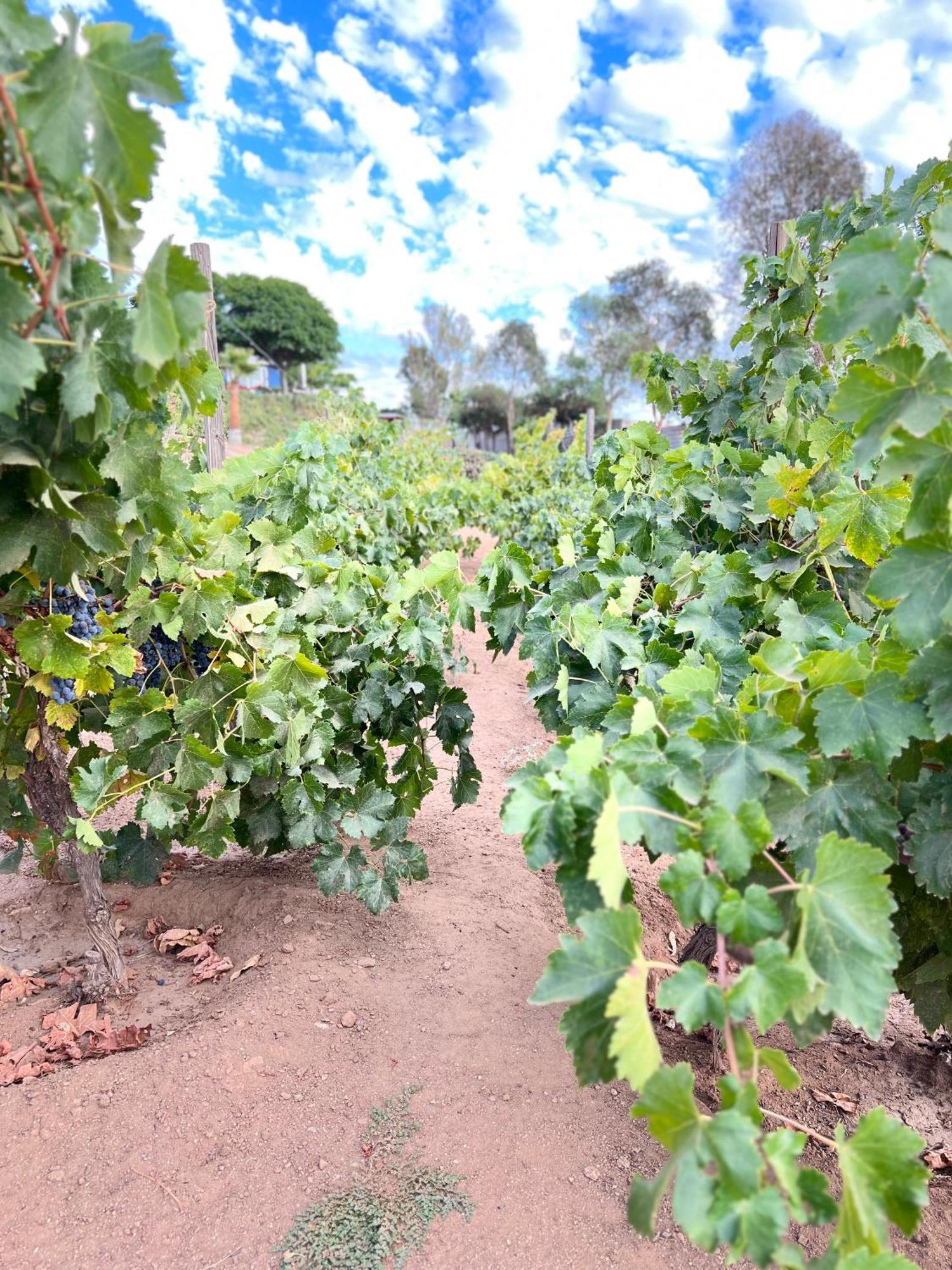 Rancho Matalote En Valle De Guadalupe Buitenkant foto
